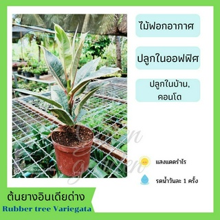 ยางอินเดียใบด่าง  ขนาดต้นสูงประมาณ 30-40 cm.(1ต้น) พร้อมส่ง