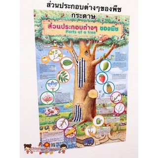 ส่วนประกอบต่างๆของพืช โปสเตอร์กระดาษ 53*77cm (21*30 นิ้ว)✅ วิทยาศาสตร์ เรียนหมอ พันธุกรรม Anatomy กระดูกมนุษย์ ชีววิทยา