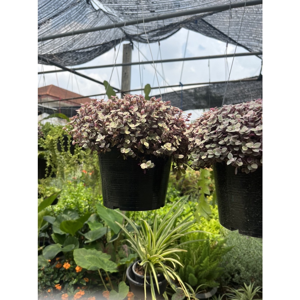 มุมมอง 3