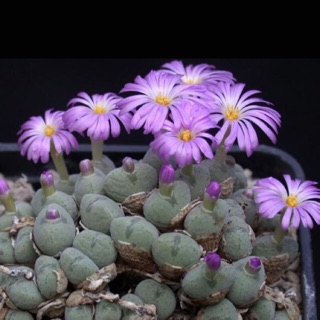 เมล็ด ไลทอปส์ Lithops Seeds