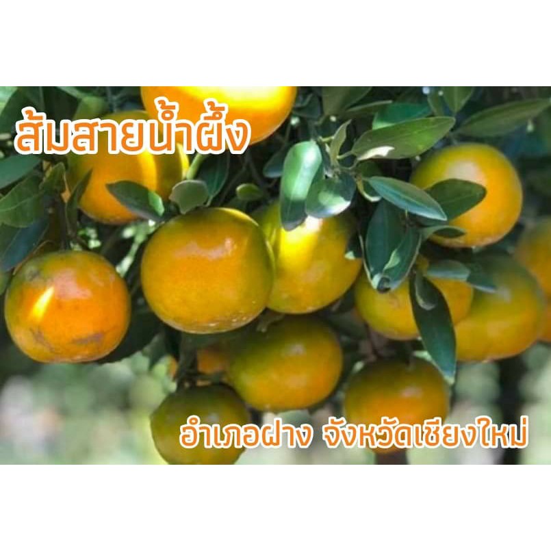ส้มสายน้ำผึ้ง คัดพิเศษ เบอร์ 5 จากอำเภอฝาง จังหวัดเชียงใหม่ ขนาดกล่องละ 5 กิโลกรัม