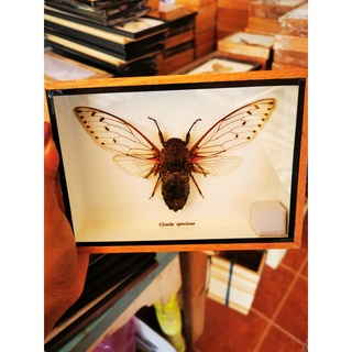 Giant cicada speciosa จั่นใส รวมแมลง แมลงสต๊าฟ ผีเสื้อสต๊าฟ แมลงเพื่อการศึกษา กรอบไม้ กล่องแมลง ของแต่งบ้าน