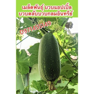 เมล็ดพันธุ์ บวบแอปเปิ้ลบวบตลับบวบกลมอินทรีย์ บรรจุ20เมล็ด