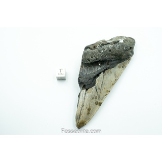 [อายุกว่า 20 ล้านปี!] #M7 ฟอสซิล ฟันฉลามยักษ์ Megalodon Fossil Tooth ขนาด 4.68" หนัก 135.7g จาก USA