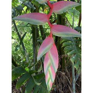 DO025 หน่อพันธ์ุ เซ็กซี่พิ้งค์ เฮลิโคเนีย Heliconia Chartacea Sexy pink ดอกบรรไดสวรรค์ ดอกสีชมพู ต้นเซ็กซี่พิ้งค์