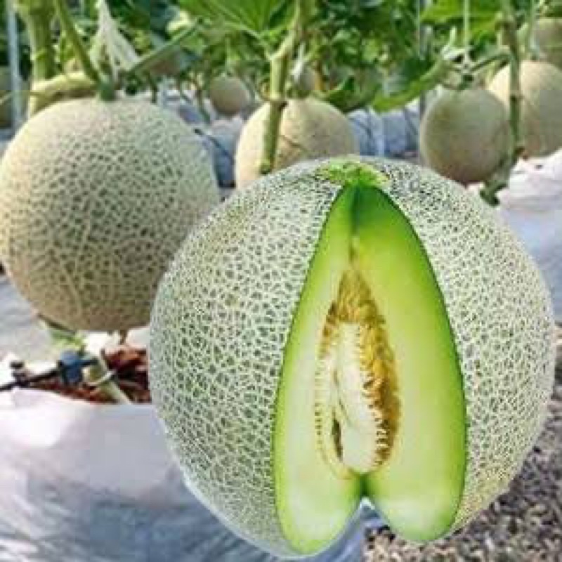 เมล็ดเมล่อน กรีนเน็ต Green net T778 บรรจุ 10 เมล็ด 25 บาท บรรจุ  20 เมล็ด 45 บาท