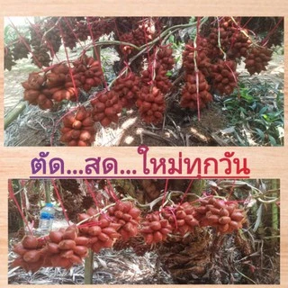 👍สละสุมาลี (หวานเจี๊ยบ) (เบอร์ช่อ)ลูกใหญ่ เนื้อหนา ส่งตรงจากสวนจังหวัดจันทบุรี สุมาลีแท้100%
