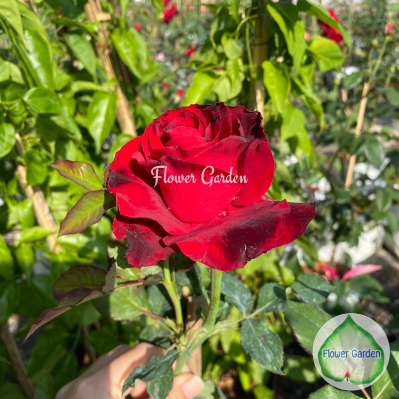F538 กุหลาบ แดงไร้หนาม 🌹 กุหลาบตัดดอก ปลูกง่าย แบบถุง (พร้อมส่งติดดอก) กุหลาบสีแดง