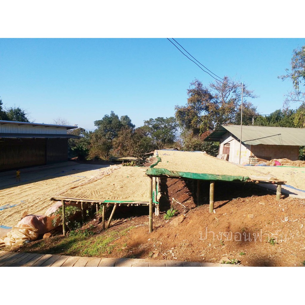 เมล็ดกาแฟคั่วดอยปางขอน อาราบิก้า 100% กลางเข้ม (1X200g.) - รูปที่ 5