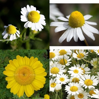 เมล็ด ดอก คาโมมายล์ เยอรมัน 1,200เมล็ด   โรมัน คาโมมายล์  คาโมมายล์ดอกเหลือง ( Camomile Seed )  คาโมมายล์ตัดดอก  พันธุ์แท้100%