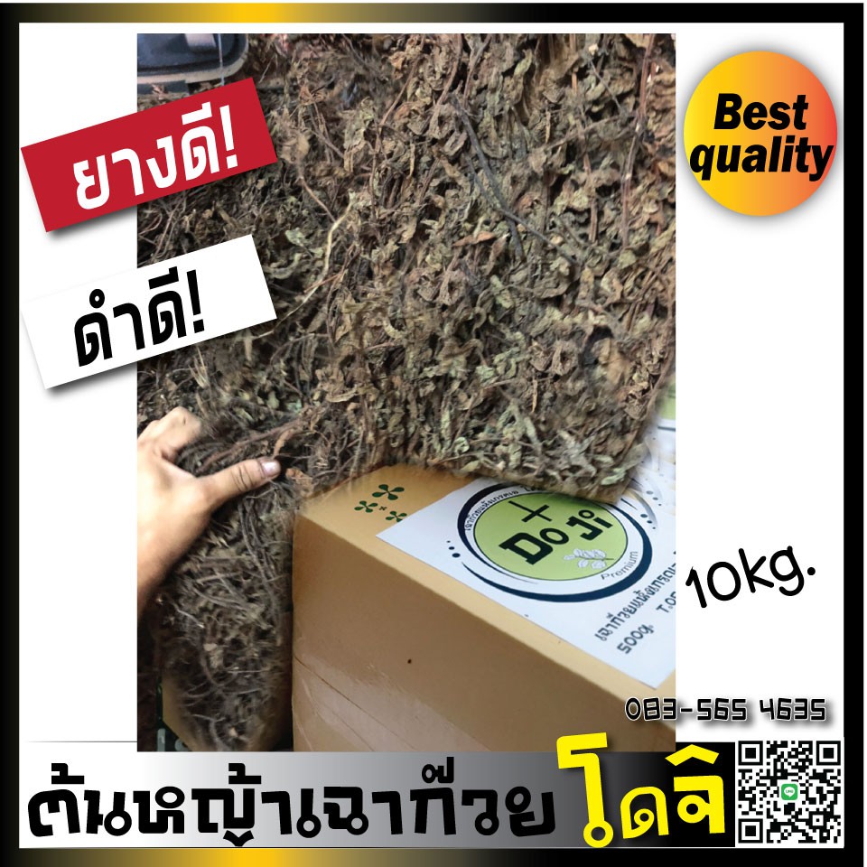 *ข า ย ดี H o t! ใบเฉาก๊วย หญ้าเฉาก๊วยแท้ เกรดเอ โดจิ ยางเข้มข้น มาเป็นต้น ฟ่อนละ10กก(ควรไปสับเล็ก) แถมโซดาแอซ
