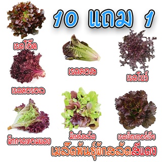 เมล็ดพันธุ์ 🍅ผักสลัดสีแดง เมล็ดสลัดใบสีแดง 100-200 เมล็ด 🥬มีคู่มือการปลูก🥬 ถูกสุด 9 บาท [ซื้อ 10 แถม 1คละได้]