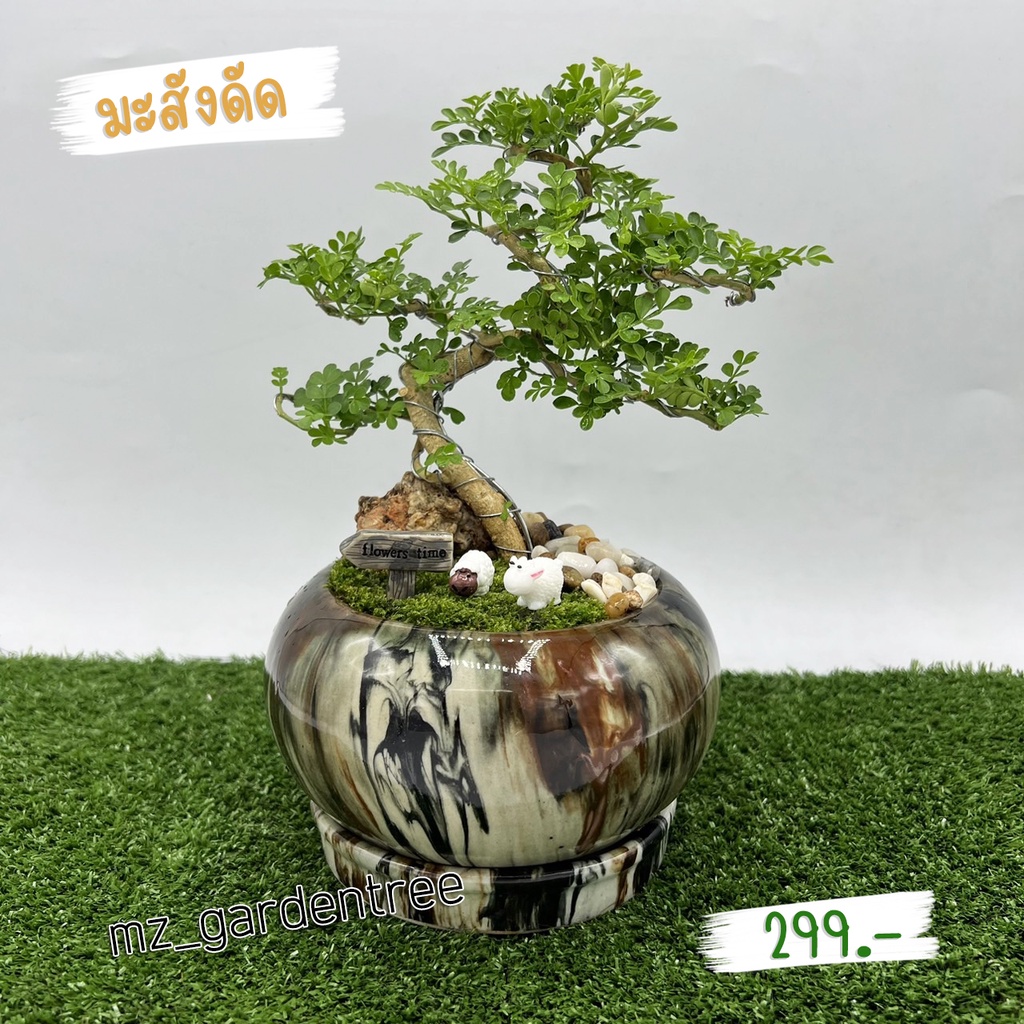 [[ต้นไม้จริง]] สวนถาดไม้มงคล มะสังดัด **คัดฟอร์มสวยทุกต้น**