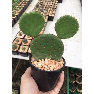 โอพันเทียรูฟิด้า รูฟีด้า opuntia rufida