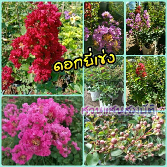 ต้นยี่เข่งดำ ใบดำ ดอกสีแดงสด สีม่วงชมพูสีขาว