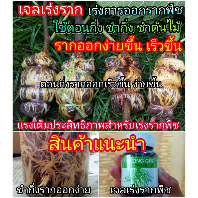 ยาเร่งราก(เข้มข้นสูง)Amazing Gro 📌Lotปีล่าสุด2025💥สินค้าใหม่⭐สินค้าแนะนำ⭐(ใช้ตอนกิ่ง ชำกิ่ง รากออกง่