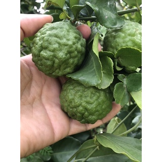 ลูกมะกรูด kaffir lime คัดแต่ลูกสวยๆ เท่านั้น ไม่สวยไม่ส่ง เด็ดสดๆตามออเดอร์  1กิโลปลูกเองปลอดสารพิษ