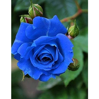 25 เมล็ด เมล็ดกุหลาบ สีน้ำเงิน ดอกใหญ่ กุหลาบ  Rose seeds