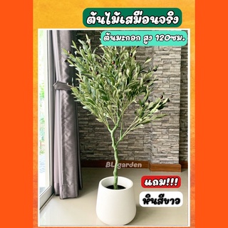 (กรอกBLGARD2ลด50บาท เมื่อช้อปขั้นต่ำ500) ต้นมะกอกปลอม ต้นมะกอก สูง 120 cm พร้อมส่ง งานพรีเมี่ยม