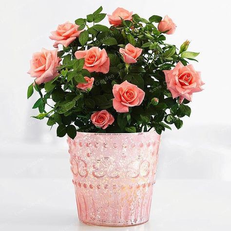 ดอกกุหลาบ สีส้ม โอรส พันธุ์แคระ กุหลาบจิ๋ว Rose Seeds 30 เมล็ด