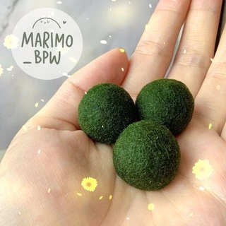 [แท้ 💯%]💚มาริโมะ สายพันธุ์ญี่ปุ่น ขนาด 1.6-2.5 cm💚