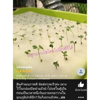 เมล็ดพันธุ์ผัก บรรจุซองซิป ซื้อ 10 แถม 1 คละได้ ชุดที่ 2