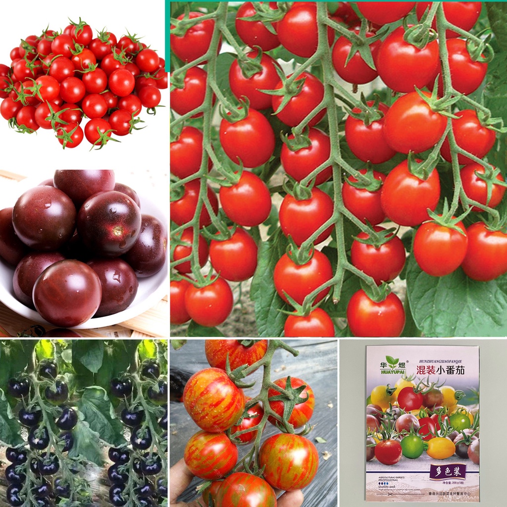 เมล็ดมะเขือเทศเชอรี่กลม  มะเขือเทศจิ๋ว 200เมล็ด/300เมล็ด CherryTomato/Pearl Tomato