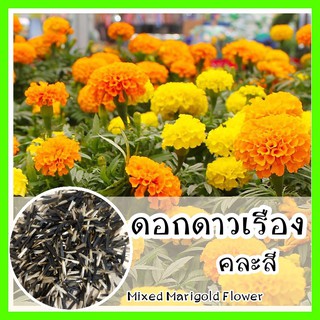 พร้อมส่ง ❗ รหัส 101 เมล็ดพันธุ์ OP แท้   ดอกดาวเรืองคละสี - Mixed Marigold Flower เมล็ดดอกไม้ เมล็ดดอกดาวเรือง ดอกไม้