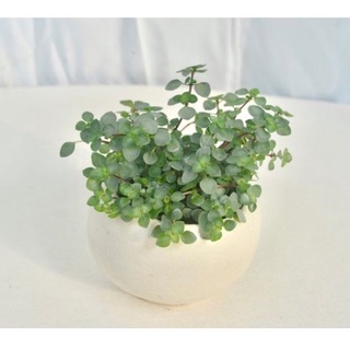 ต้นไพเลียอะความารีน Pilea Aquamarine (Pilea glauca) ใบสีเขียวอมน้ำเงิน