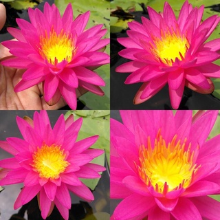 100 เมล็ด เมล็ดบัว สีชมพู นำเข้า บัวนอก สายพันธุ์เมล็ดบัว Waterlily Nymphaea Seeds