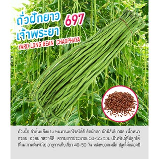 เมล็ดพันธุ์ ถั่วฝักยาว เมล็ดเหลืองส้ม เจ้าพระยา 697- Yard Long Bean ตราดอกแตง เมล็ดผัก คุณภาพ "เพื่อนเกษตรกร"