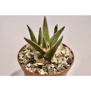 🌵🌸 Ariocarpus retusus seeding อาริโอคาปัส รีทูสัส ไม้เมล็ด(ขออนุญาตเลือกให้นะคะ)