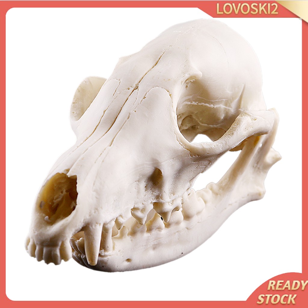 [LOVOSKI2] เครื่องประดับเรซิ่น รูปสัตว์เลื้อยคลาน สัตว์เลื้อยคลาน งานฝีมือ สําหรับตกแต่งตู้ปลา
