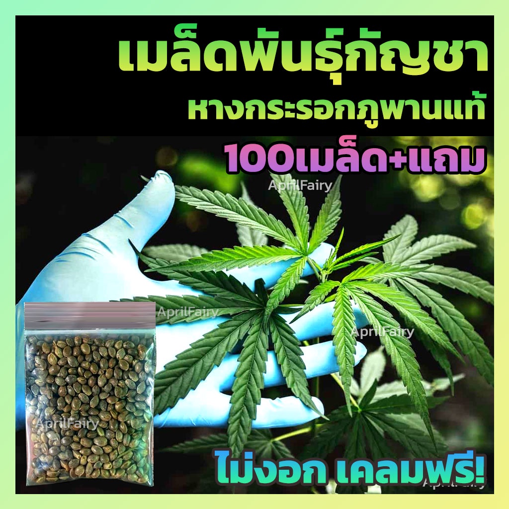 [100+เมล็ด] เมล็ดกัญชาหางกระรอก ภูพาน สายพันธุ์แท้ % มีแถมเมล็ด++ ไม่งอก เคลมฟรี!