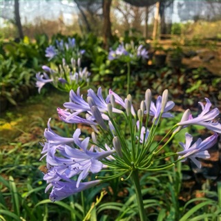 อะกาแพนทัส 🌿Blue African lily [ถุงดำ4x6นิ้ว]