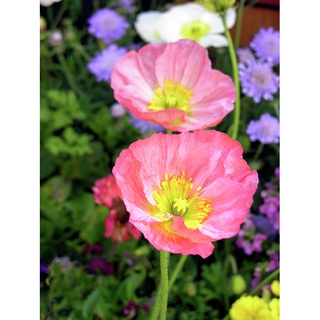 ไอซ์แลนด์ป็อปปี้ papaver nudicaule iceland poppy 1000 เมล็ด นำเข้าอังกฤษ