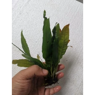 เฟรินรากดำต้นไม้น้ำ( Java fern )หลายชนิด Microsorium ต้นไม้ตกเเต่งตุ้ปลากรุณา อ่านรายละเอียกก่อนสั่ง