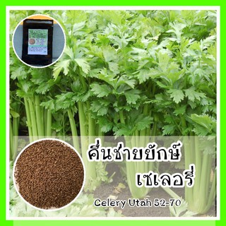 พร้อมส่ง ❗❗ รหัส 007 เมล็ดพันธุ์ OP แท้ เซเลอรี่ คื่นฉ่ายยักษ์ คื่นฉ่ายฝรั่ง (Celery Utah 52-70 Seed) คื่นช่าย