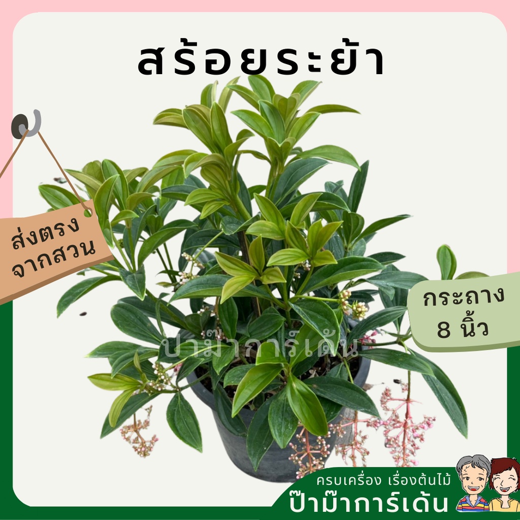 มุมมอง 3