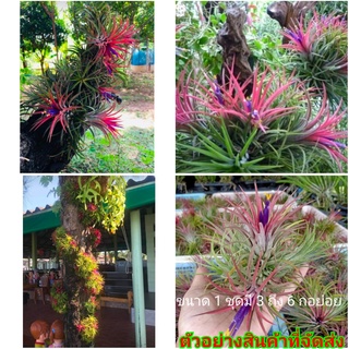 (ขาย ต้นพันธุ์) ต้น ต้นทิลแลนด์เซีย Tillandsia ทิลแลนด์เซีย ตีนเป็ด ต้นทิลแลนด์เซียตีนเป็ด ทิลแลนเซีย fadel