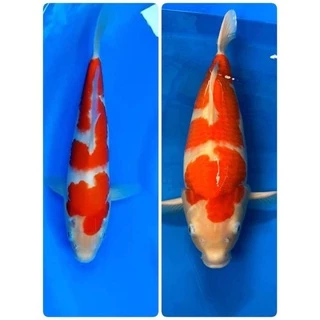 [20 KG] อาหารปลาคาร์ฟ JUMBO Koi (จัมโบ้ โค่ย) 20 กก. มี 3 สูตร คละสูตรได้