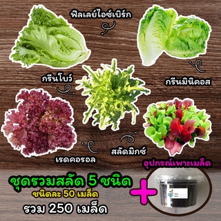 เมล็ดสลัด 5 ชนิด 🌺 พร้อมอุปกรณ์เพาะเมล็ดทั้ง 5ชนิด 🌺ผักสลัด เมล็ดผักสลัด เมล็ดพันธุ์ผักสลัด ไฮโดรโปนิกส์ รวม 250 เมล็ด