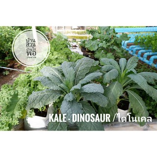 เมล็ดพันธุ์ผักไดโนเคล หรือ ลาซินาโต้ Lacinato Kale 100เมล็ด