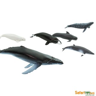 Safari Ltd. : SFR100072 โมเดลสัตว์แบบแพ็คหลอด Whales