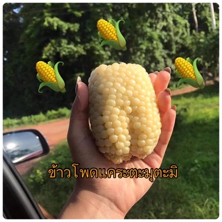 🌽เมล็ดพันธุ์ข้าวโพดแคระ อร่อยนุ่มหวาน🌽