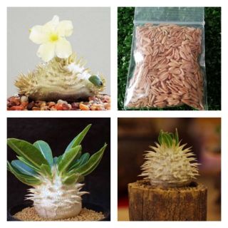 เมล็ด พาชีโพเดียม pachypodium​ brevicaule leucoxanthum​ 10 เมล็ด