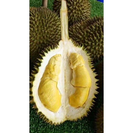 ทุเรียนหลงลับแล 1 ลูก น้ำหนัก 600-900 กรัม ค่าจัดส่งถูกมีรับประกัน