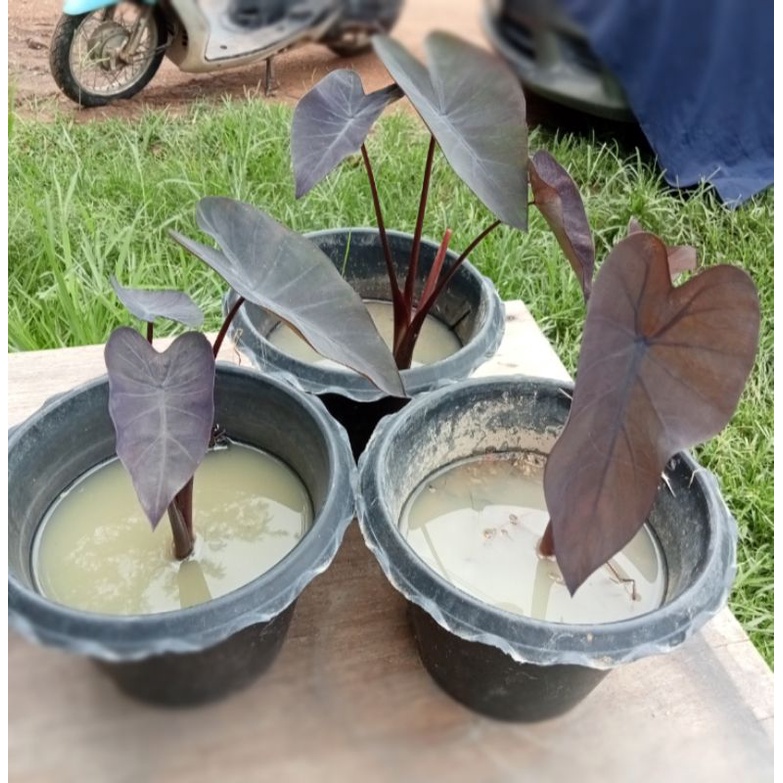 Colocasia black runner