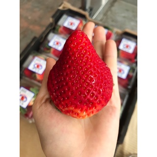 🍓สด หวานกรอบ🍓 สตอเบอรี่ นำเข้าจาก ออสเตรเลีย/เกาหลี พร้อมส่ง !!!