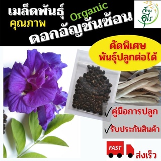 เมล็ดพันธุ์ ดอกอัญชันซ้อน 5กลีบ สีน้ำเงินม่วง พันธุ์เทพรัตน์ไพลิน คัดเมล็ดอย่างดี ดอกอัญชันซ้อน ออร์แกนิค เมล็ดอัญชัน